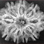 9 Mukhi Rudraksha 28.8mm 4.7gm - Xray