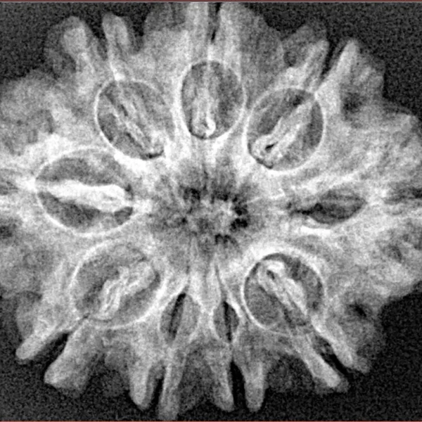 9 Mukhi Rudraksha 28.8mm 4.7gm - Xray