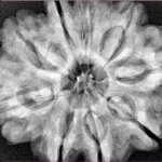 9 Mukhi Rudraksha 31.6mm 8.15gm - Xray