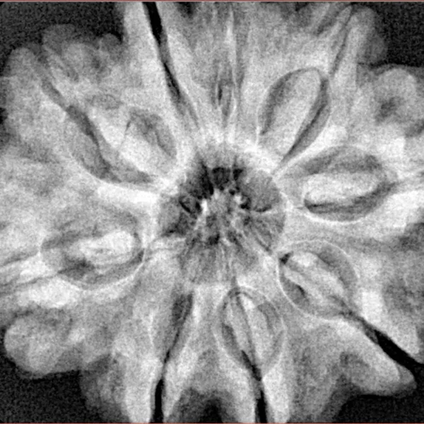 9 Mukhi Rudraksha 31.6mm 8.15gm - Xray