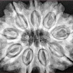 9 Mukhi Rudraksha 31.8mm 8.12gm - Xray