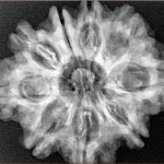 9 Mukhi Rudraksha 28.6mm 5.43gm - Xray