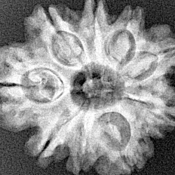 9 Mukhi Rudraksha 25.2mm 4.36gm - Xray