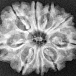 9 Mukhi Rudraksha 26.8mm 4.49gm - Xray