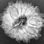 13 Mukhi Rudraksha 22.3mm 2.79gm - Xray