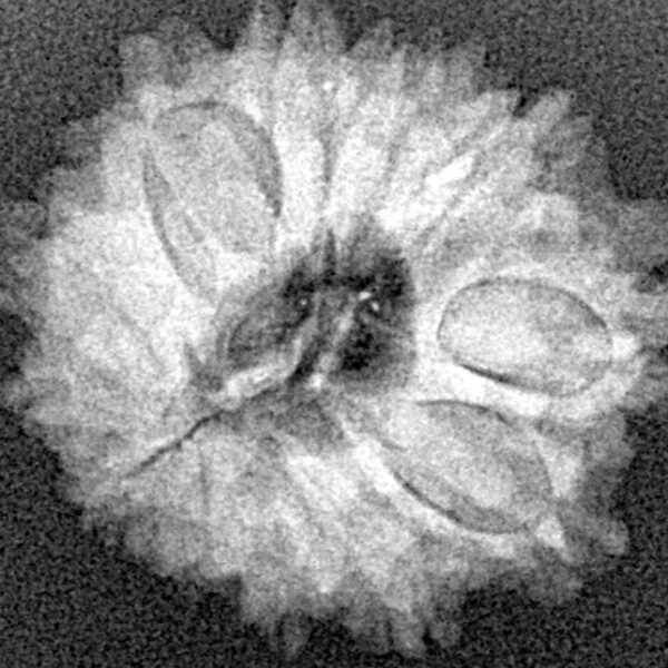 13 Mukhi Rudraksha 22.3mm 2.79gm - Xray