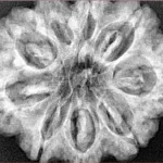 9 Mukhi Rudraksha 30.9mm 7gm - Xray