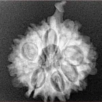 10 Mukhi Ganesh 22.2mm 3.31gm - Xray