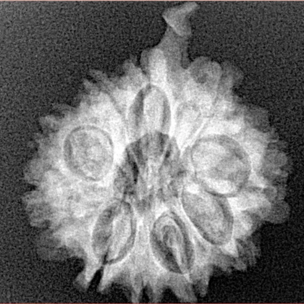 10 Mukhi Ganesh 22.2mm 3.31gm - Xray