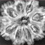 9 Mukhi Rudraksha 29.8mm 5.72gm - Xray