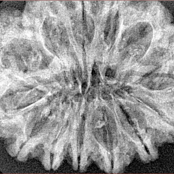 14 Mukhi Rudraksha 32.7mm 4.8gm - Xray