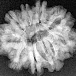 9 Mukhi Rudraksha 25mm 4.22gm - Xray