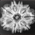 9 Mukhi Rudraksha 26.6mm 4.37gm - Xray