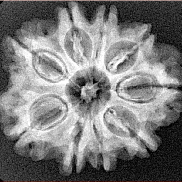 9 Mukhi Rudraksha 26.6mm 4.37gm - Xray