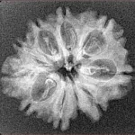 10 Mukhi Ganesh 25.3mm 2gm - Xray