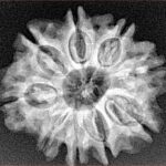 9 Mukhi Rudraksha 25.4mm 4gm - Xray