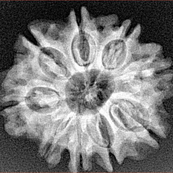 9 Mukhi Rudraksha 25.4mm 4gm - Xray