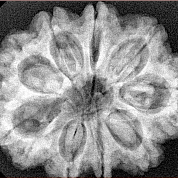 9 Mukhi Rudraksha 31.7mm 6.9gm - Xray
