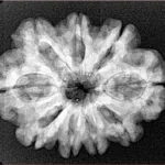 9 Mukhi Rudraksha 27.4mm 4.57gm - Xray