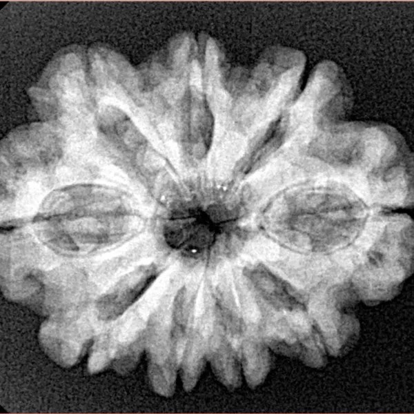 9 Mukhi Rudraksha 27.4mm 4.57gm - Xray