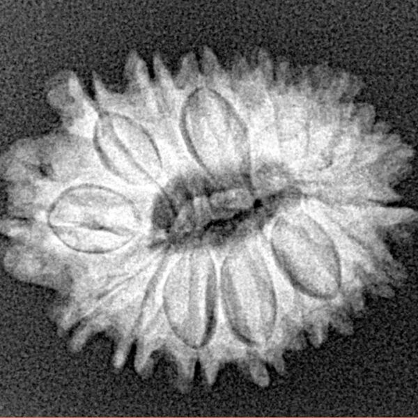 16 Mukhi Rudraksha 23.2mm 2.88gm - Xray