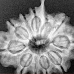 10 Mukhi Ganesh 25.7mm 4.49gm - Xray