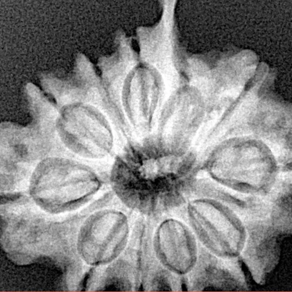 10 Mukhi Ganesh 25.7mm 4.49gm - Xray