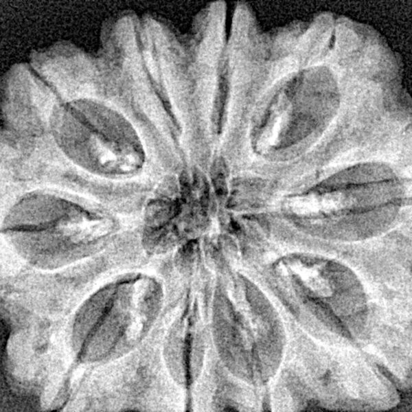 10 Mukhi Rudraksha 30.2mm 5.92gm - Xray