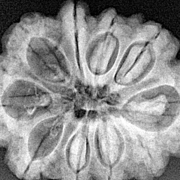 10 Mukhi Rudraksha 28.3mm 5.7gm - Xray