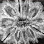 11 Mukhi Rudraksha 31.6mm 7gm - Xray