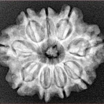 9 Mukhi Rudraksha 26.3mm 4.65gm - Xray