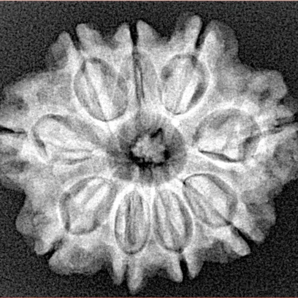 9 Mukhi Rudraksha 26.3mm 4.65gm - Xray