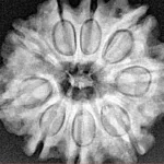 9 Mukhi Rudraksha 25.8mm 5gm - Xray