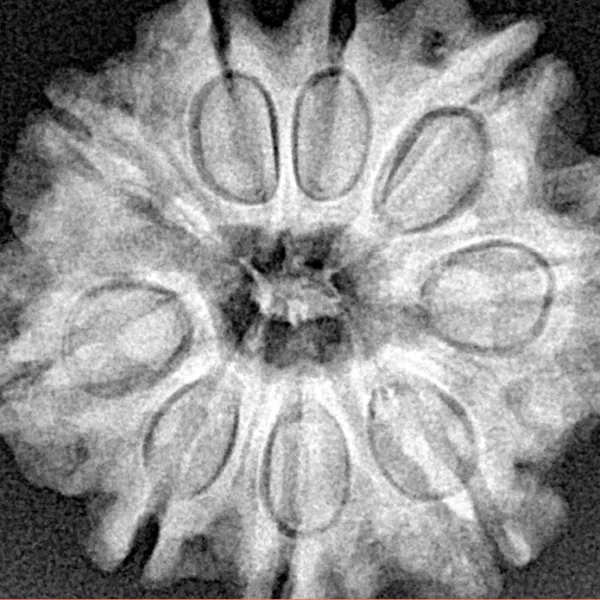 9 Mukhi Rudraksha 25.8mm 5gm - Xray
