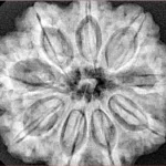 9 Mukhi Rudraksha 30.1mm 7.94gm - Xray