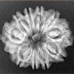 10 Mukhi Rudraksha 24.7mm 3.24gm - Xray