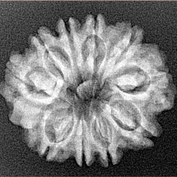 10 Mukhi Rudraksha 24.7mm 3.24gm - Xray