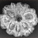 9 Mukhi Rudraksha 25.4mm 3.76gm - Xray