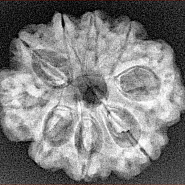 9 Mukhi Rudraksha 25.4mm 3.76gm - Xray