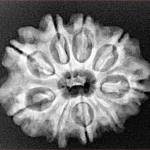 9 Mukhi Rudraksha 26.7mm 4.31gm - Xray