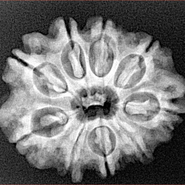 9 Mukhi Rudraksha 26.7mm 4.31gm - Xray