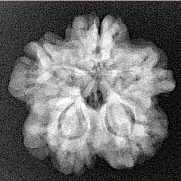 1MK(Underdeveloped) 23.2mm 4.15gm - Xray