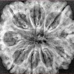 9 Mukhi Rudraksha 29.8mm 5.35gm - Xray