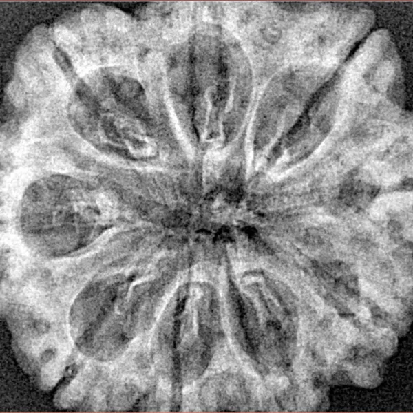 9 Mukhi Rudraksha 29.8mm 5.35gm - Xray