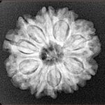 10 Mukhi Rudraksha 23.7mm 4.18gm - Xray