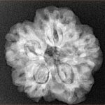 1MK(Underdeveloped) 23.7mm 4.6gm - Xray