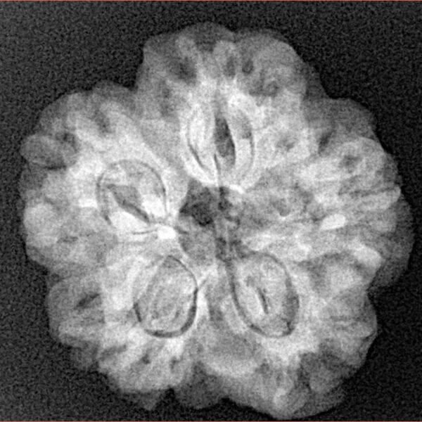 1MK(Underdeveloped) 23.7mm 4.6gm - Xray