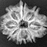 9 Mukhi Ganesh 23.9mm 3.06gm - Xray