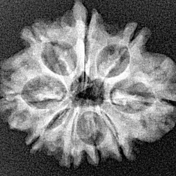 9 Mukhi Ganesh 23.9mm 3.06gm - Xray