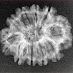 10 Mukhi Rudraksha 25.5mm 3.12gm - Xray